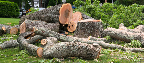 Reliable Hamilton College, NY Tree Removal Services Solutions