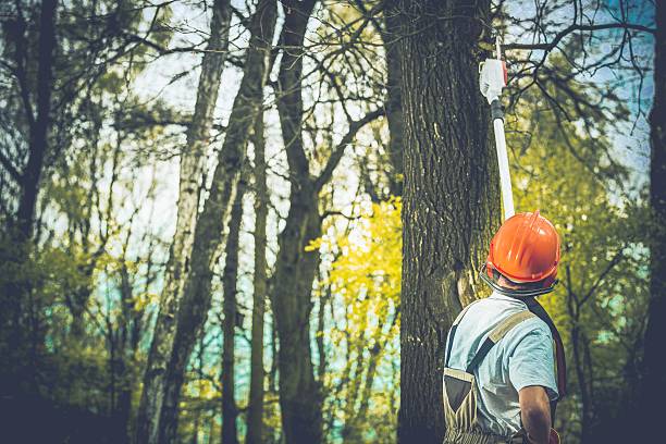 How Our Tree Care Process Works  in  Hamilton College, NY